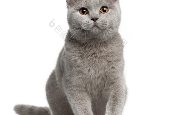 英国短毛<strong>猫</strong>，7 个月大，坐在前面的白色背景