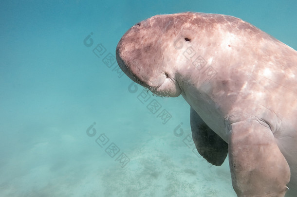 儒艮 dugon。海中之牛.