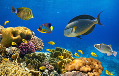 珊瑚殖民地和珊瑚鱼