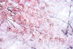 春天里的樱桃花，焦点柔和，背景在韩国的樱花季节.