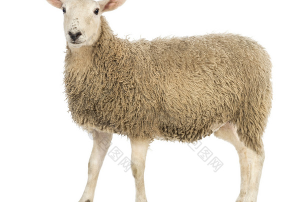 <strong>一</strong>只羊，看看相机白色背景的侧视图