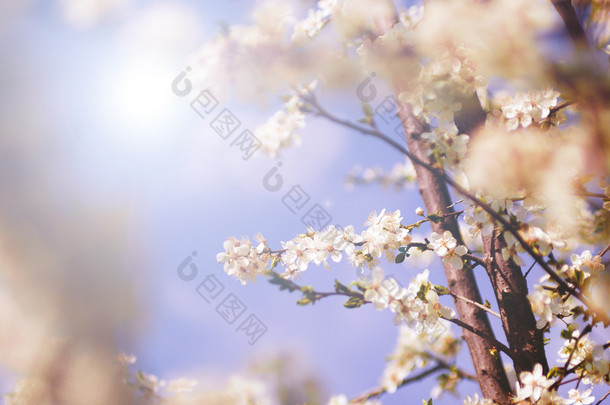 春天的白树花