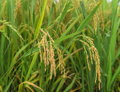 水稻收割水稻