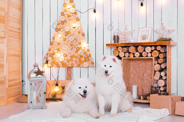 附近的圣诞装饰的萨摩耶德犬。蓬松的白狗.