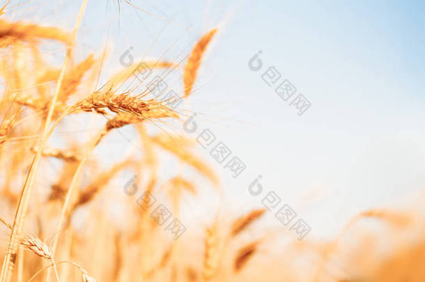 小麦作物对焦背景<strong>的</strong>照片