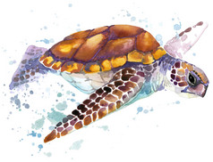 海龟。海龟水彩插图。水下的词