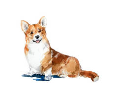 水彩手绘色彩鲜艳威尔士科基犬卡。动物的水彩概念