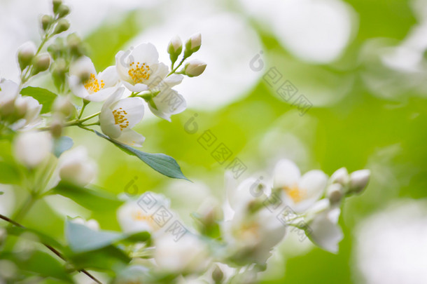 春天的背景。春天开花的苹果树与雨滴眼液。B