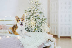 圣诞佳节快乐，圣诞佳节快乐，宠物狗在圣诞树旁的房间里.