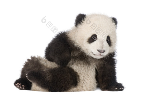 大熊猫大熊猫 (6 个月)-
