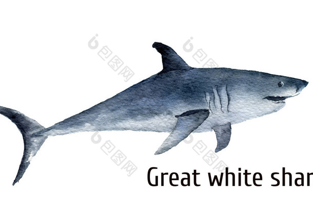 水彩的大白鲨。孤立在白色背景上的白色死亡鲨鱼。为设计、 版画、 背景、 t 恤