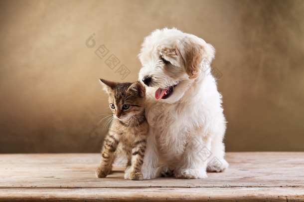 最好的朋友-小猫和小蓬松狗