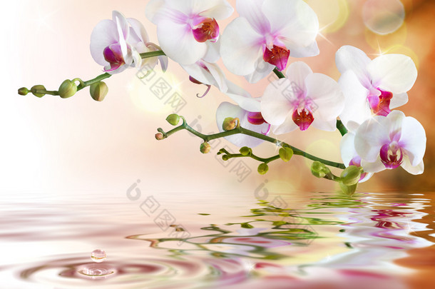白色兰花放水用滴