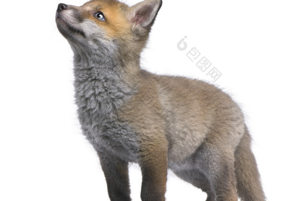 红狐狸幼崽<strong>抬头</strong> (6 周龄)-Vulpes vulpes