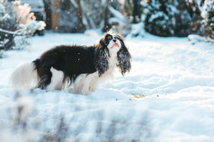 搞笑骑士国王查尔斯猎犬狗覆盖着积雪走在冬季花园街上玩。小狗，具有户外的乐趣.