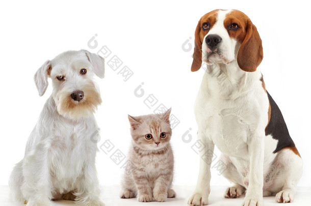 三个国内动物猫和狗