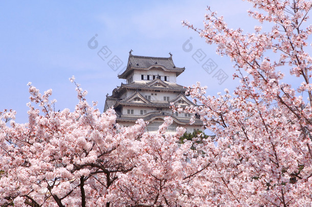 日本城堡和美丽的粉红色的樱桃花