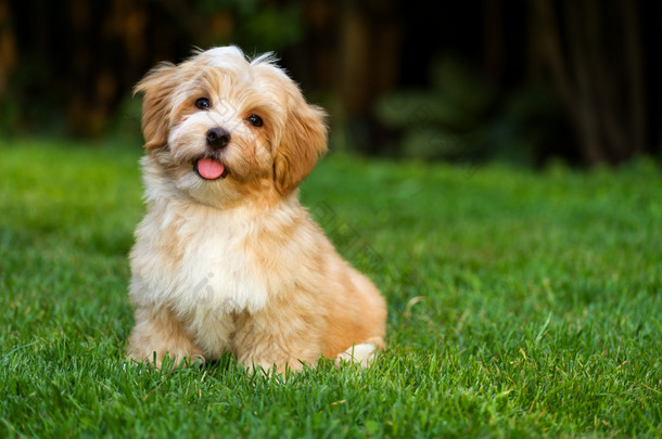 快乐的橙色小猎犬正坐在草地上