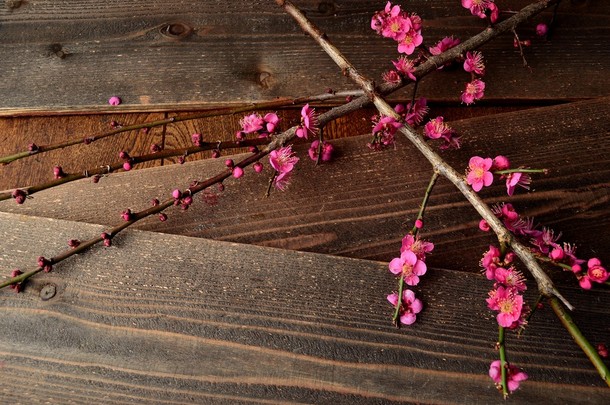 在黑色的木野猪 ume (日本杏) 红花