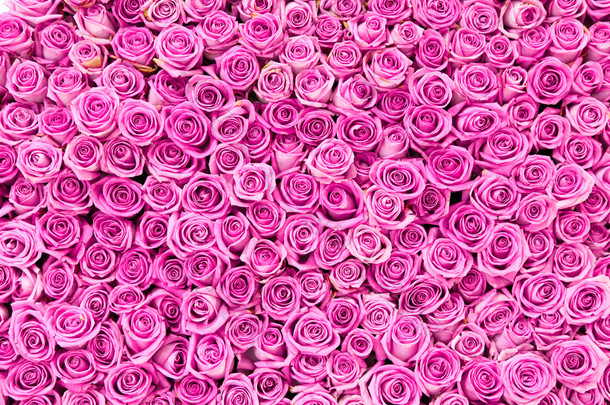 漂亮的粉红色玫瑰背景