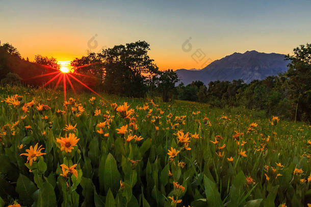 夏季日落与野花在瓦萨奇山脉, 犹他州, 美国.