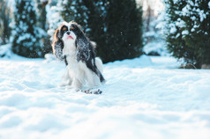 搞笑骑士国王查尔斯猎犬狗覆盖着积雪走在冬季花园街上玩。小狗，具有户外的乐趣.