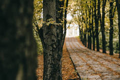空的秋天公园与树在路旁边