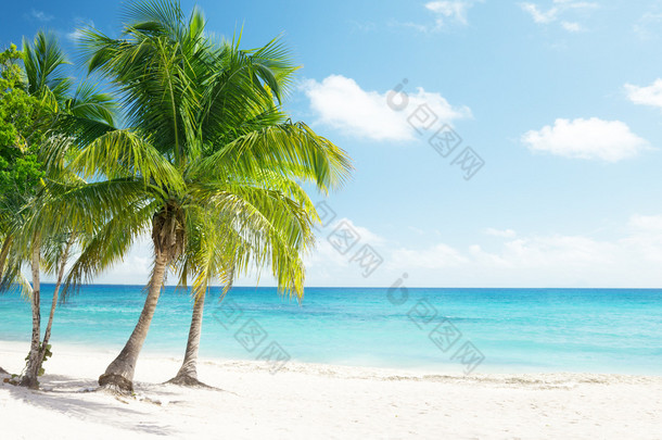加勒比海和椰子树