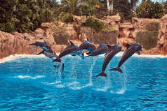 海豚表演期间与他们的训练员在国家动物园的海豚表演.