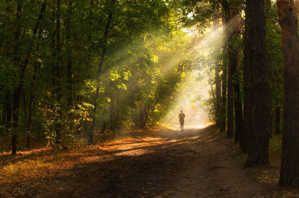 早晨在森林里。太阳光线。漫步大自然.