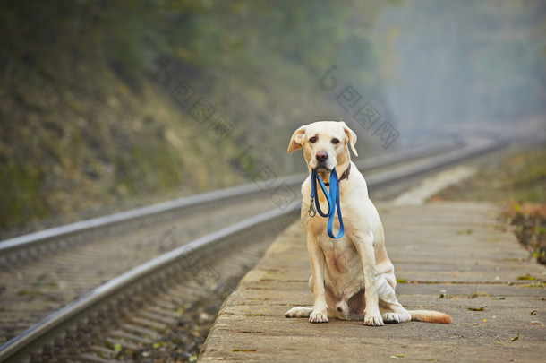 铁路平台上的狗