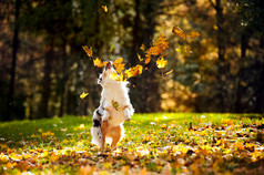 玩树叶的年轻澳大利亚牧羊犬