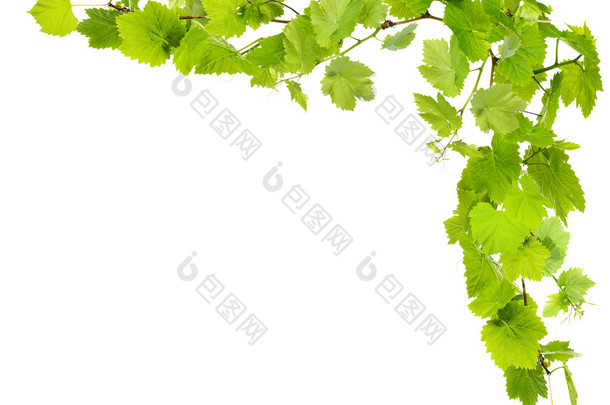 绿色的叶子，孤立在白色葡萄树枝框架