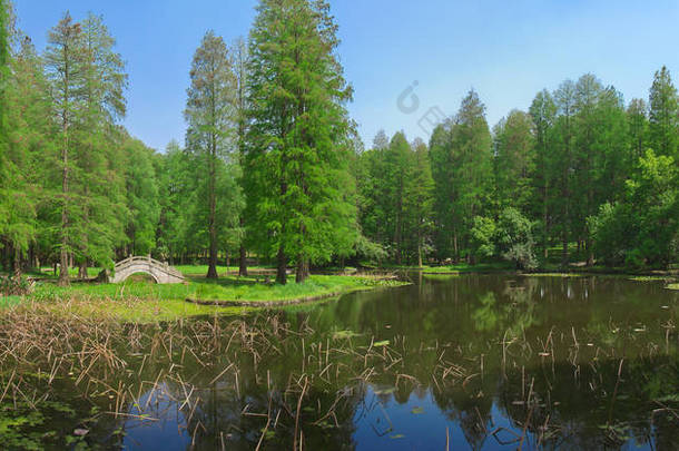 春天森林公园的杜丽花风景