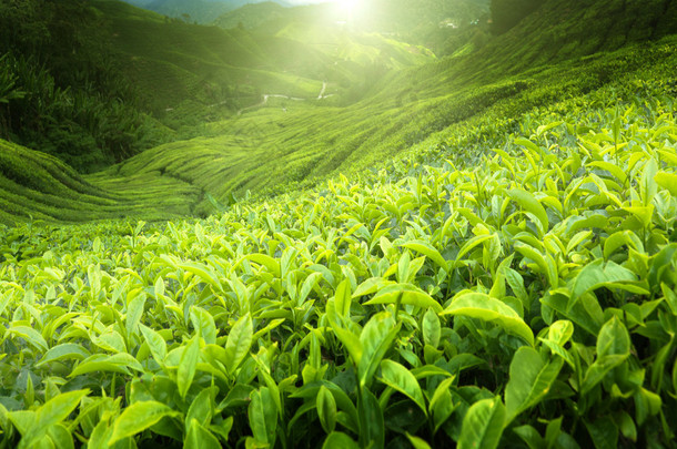 茶园金马伦高原，马来西亚