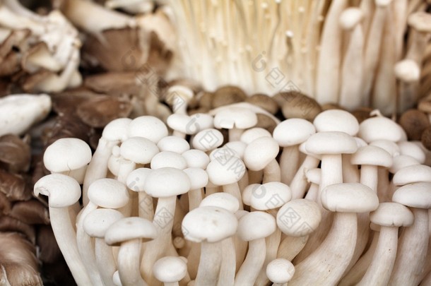 金针菇和香菇蘑菇