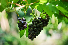 一束红葡萄, 叶子上有绿叶的藤蔓。葡萄园充斥着阳光。秋天成熟的葡萄。新鲜水果。美丽的葡萄准备丰收。农业, 园艺, 收获概念.