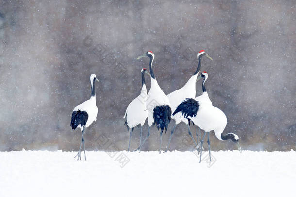 日本冬季有雪片的鹤群。舞蹈对丹顶鹤与开放翼在飞行, 与雪风暴, <strong>北海道</strong>, 日本。鸟儿在飞翔, 冬天的景象与雪。自然雪舞.