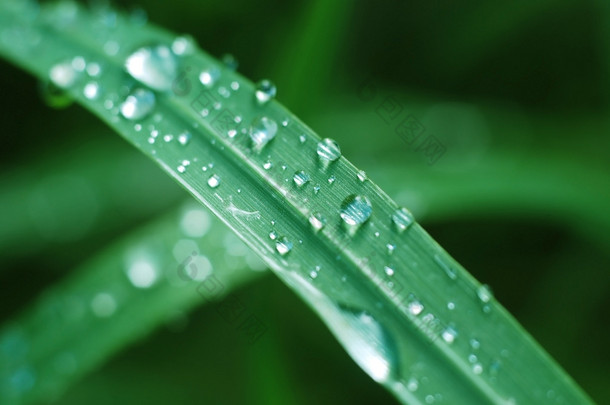 绿草和滴雨