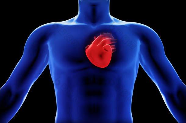 人的心脏 x 射线概念