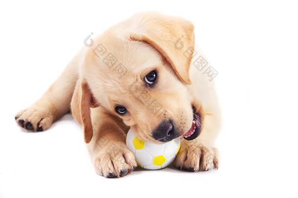 2 个月大的拉布拉多犬小狗嚼着一个球
