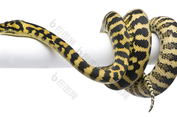 莫雷利亚 spilota 山<strong>青</strong> python，1 岁，吃在白色背景前的鼠标