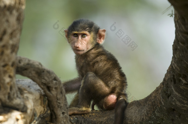 猴<strong>宝宝</strong>坐在中塞伦盖蒂，坦桑尼亚，巴基斯坦的树
