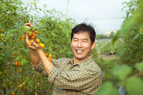 <strong>中年</strong>亚洲农夫在他的农场举行番茄