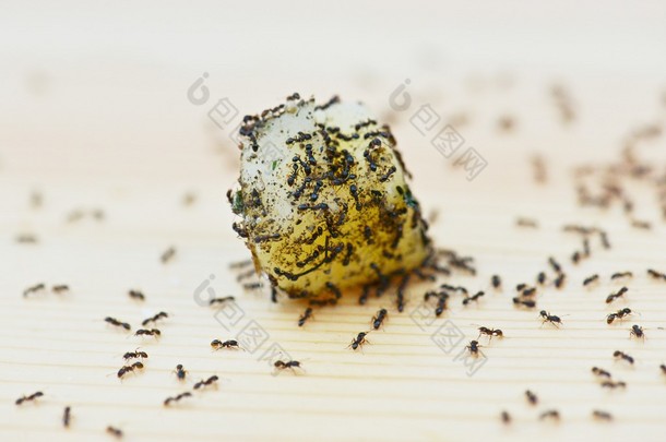 很多的<strong>蚂蚁</strong>在食物上