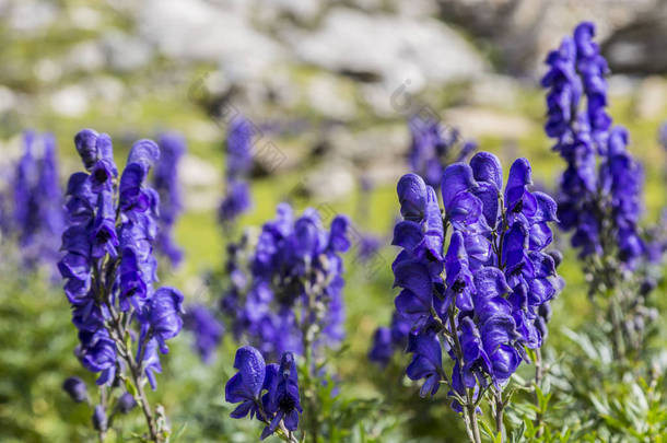 紫高海拔野<strong>花</strong> (乌头欧乌头) 的特写图像在法国比利牛 Troumouse 国家公园太阳剧团的岩石背景下