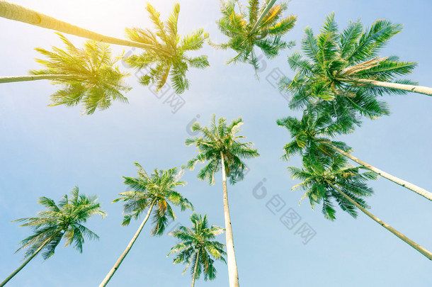 全景视图的椰子棕榈树和天空从海滩颠倒了 El Nido 巴拉望岛在菲律宾-广角视图的专属目标主题在阳光灿烂的日子-温暖绿色<strong>老式</strong>筛选
