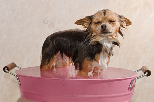 考虑一个浴常设在粉红色的浴缸的吉娃娃小狗