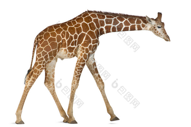 索马里长颈鹿，俗称网眼的长颈鹿、 生长图案网脉、 2 岁和半岁<strong>走</strong>白色背景