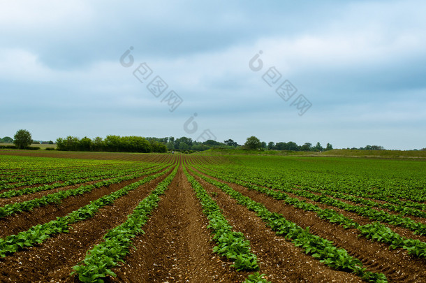 绿豆字段与行的绿色菜豆生长在肥沃的棕色泥土